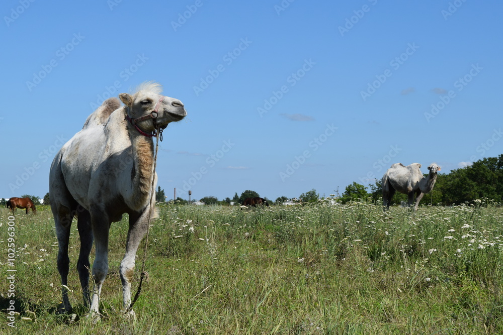 Obraz premium Camel on a pasture