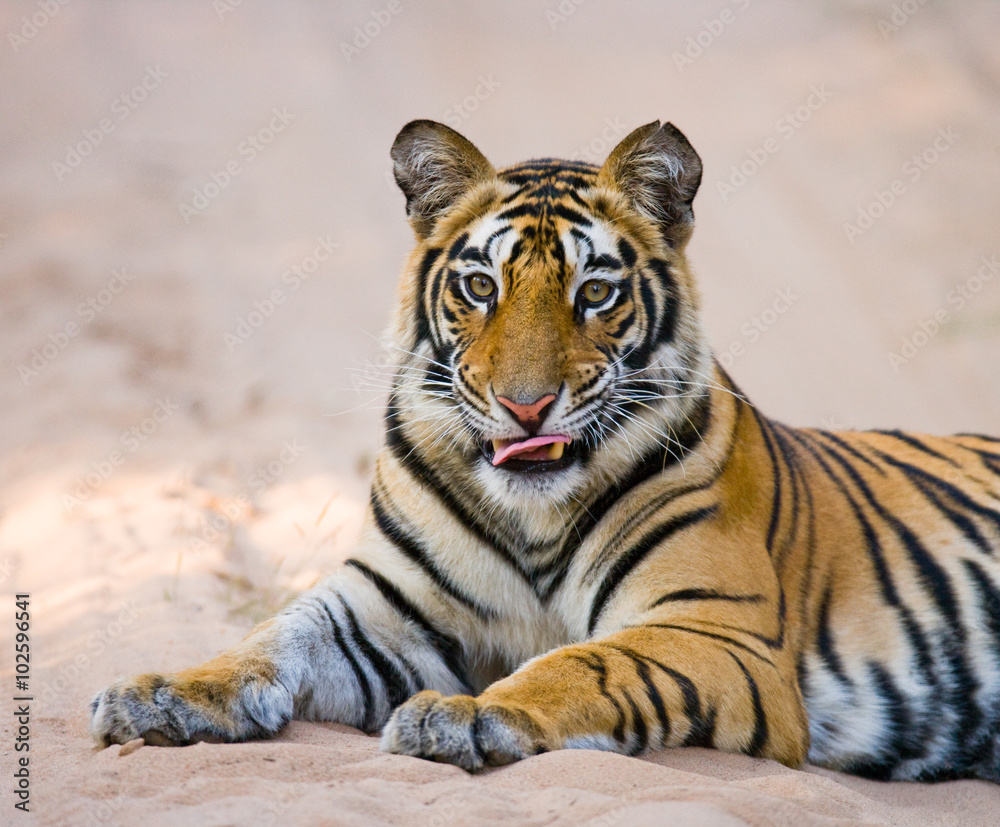 Fototapeta premium Wild Bengal Tiger lying on the road in the jungle. India. Bandhavgarh National Park. Madhya Pradesh. An excellent illustration.