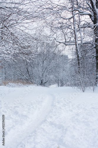 Winter landscape, snowy Russia