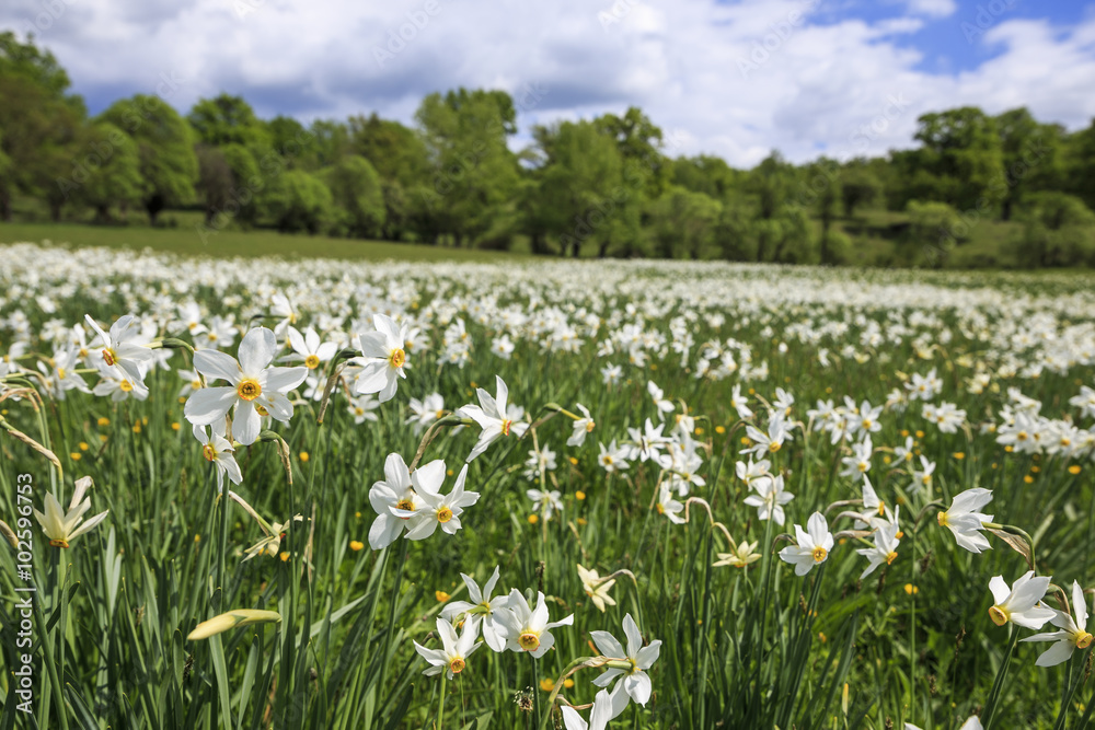 Meadow with blooming daffodils