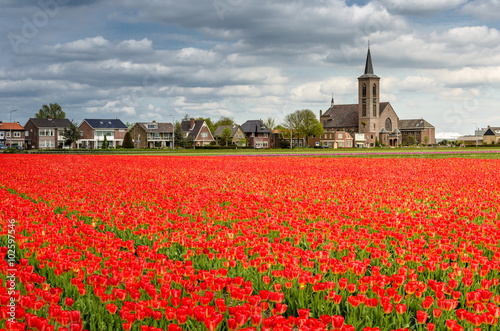 Red tulip field in the countryside of Netherlands