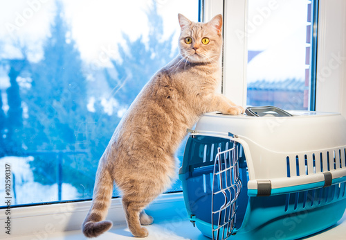 Cat sits on a pet carrier near window