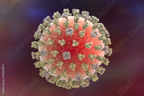 Swine flu virus H1N1. A model of virus shows surface glycoprotein spikes hemagglutinin (trimer) and neuraminidase (tetramer) photo