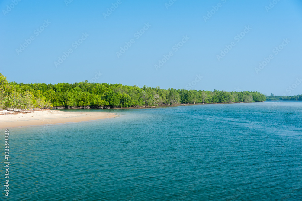 Tropical mangrove forest at coast and blue sky
