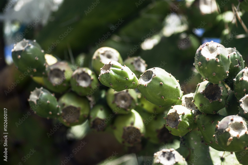 The fruit of the prickly pear cactus The fruit of the prickly pear cactus