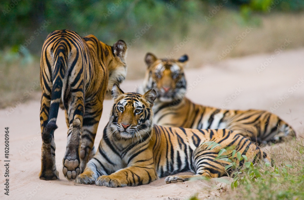 Naklejka premium Group of wild tigers on the road. India. Bandhavgarh National Park. Madhya Pradesh. An excellent illustration.