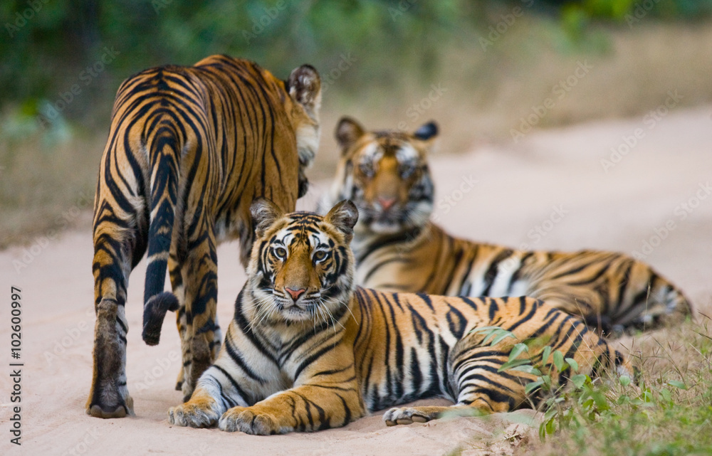 Fototapeta premium Group of wild tigers on the road. India. Bandhavgarh National Park. Madhya Pradesh. An excellent illustration.