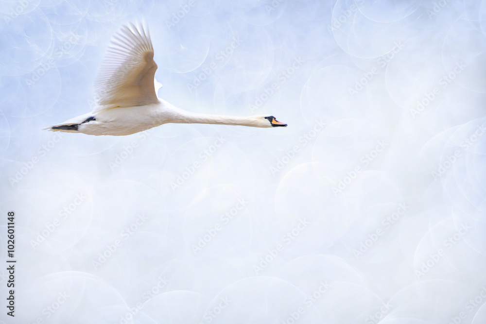 Naklejka premium fliegender Schwan