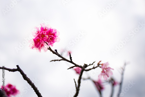 Cherry, Taiwan cherry, landscape. Okinawa, Japan, Asia.