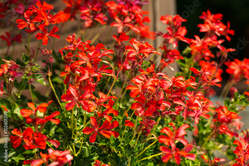 Fototapeta Naklejka Na Ścianę i Meble -  Red pelargonium (geranium) flower, blooming in a garden
