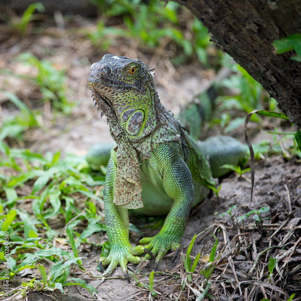 Fototapeta premium Green iguana