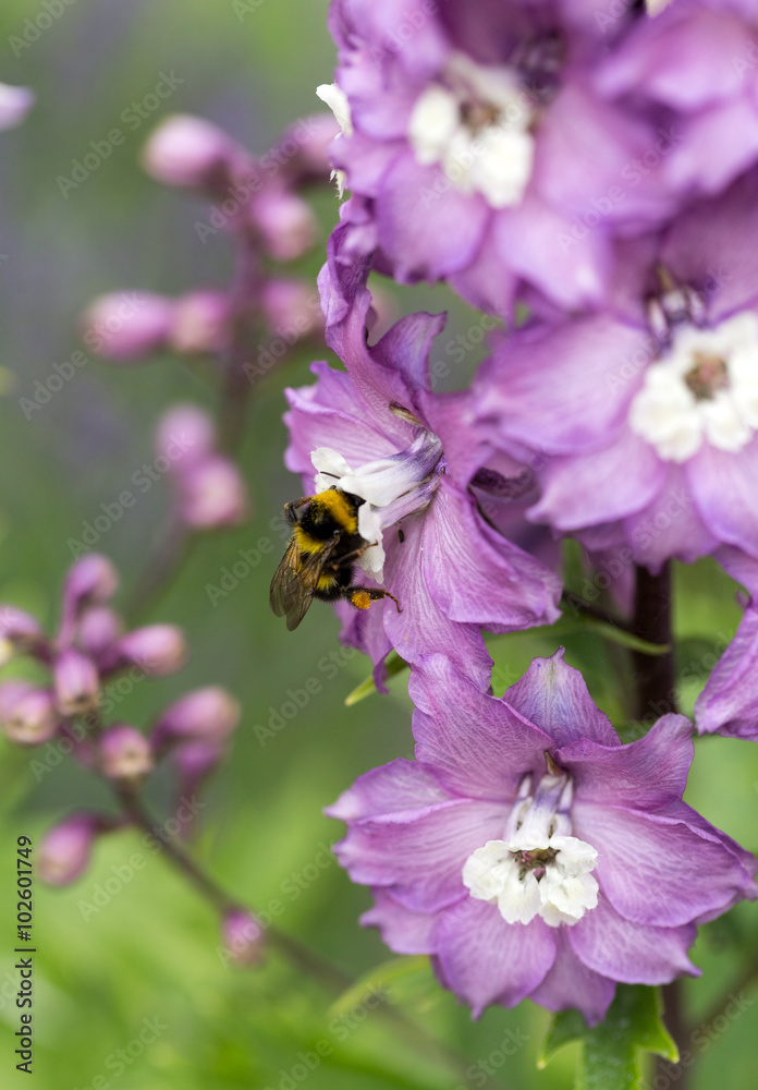 Purple Delphinium Flower in Garden Purple Delphinium Flower in Garden