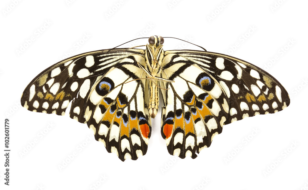 Fototapeta premium Butterfly isolated on white background.