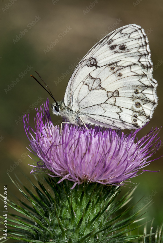 Naklejka premium Mariposa Melanargia lachesis