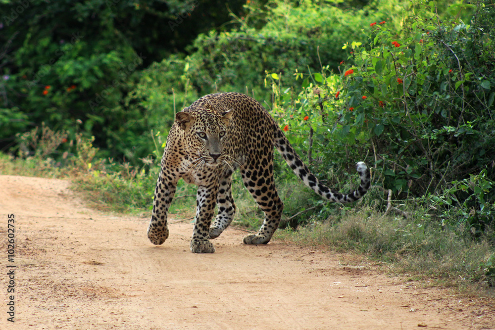 Obraz premium Wilder Leopard gesichtet während einer Safari im Yala-Nationalpark in Sri Lanka
