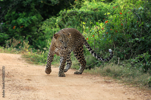 Wilder Leopard gesichtet während einer Safari im Yala-Nationalpark in Sri Lanka
