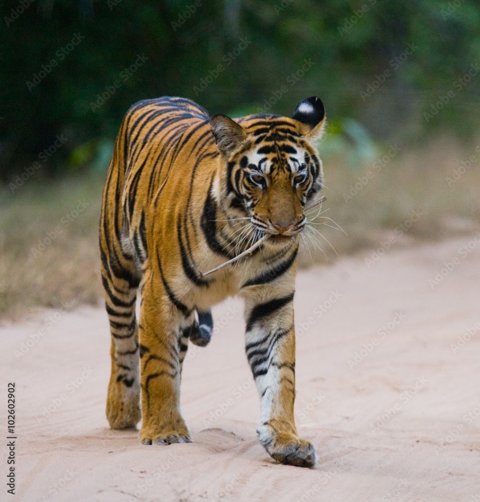 Obraz premium Wild Bengal tiger standing on the road in the jungle. India. Bandhavgarh National Park. Madhya Pradesh. An excellent illustration.