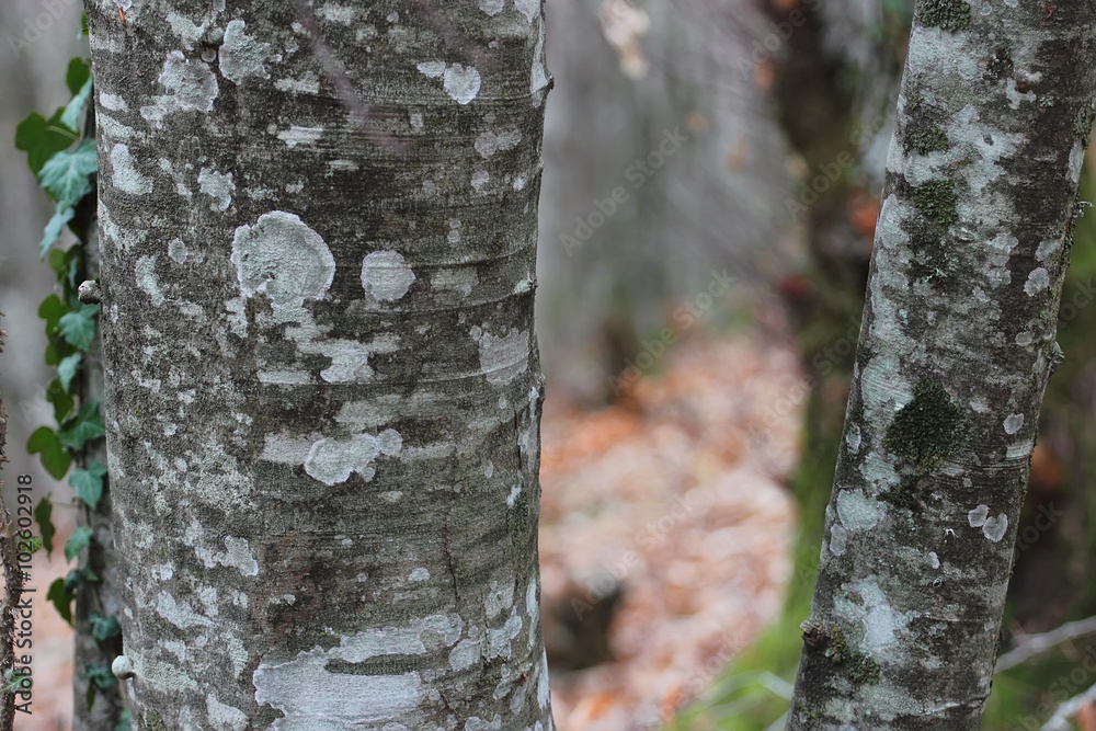 beech bark in winter time