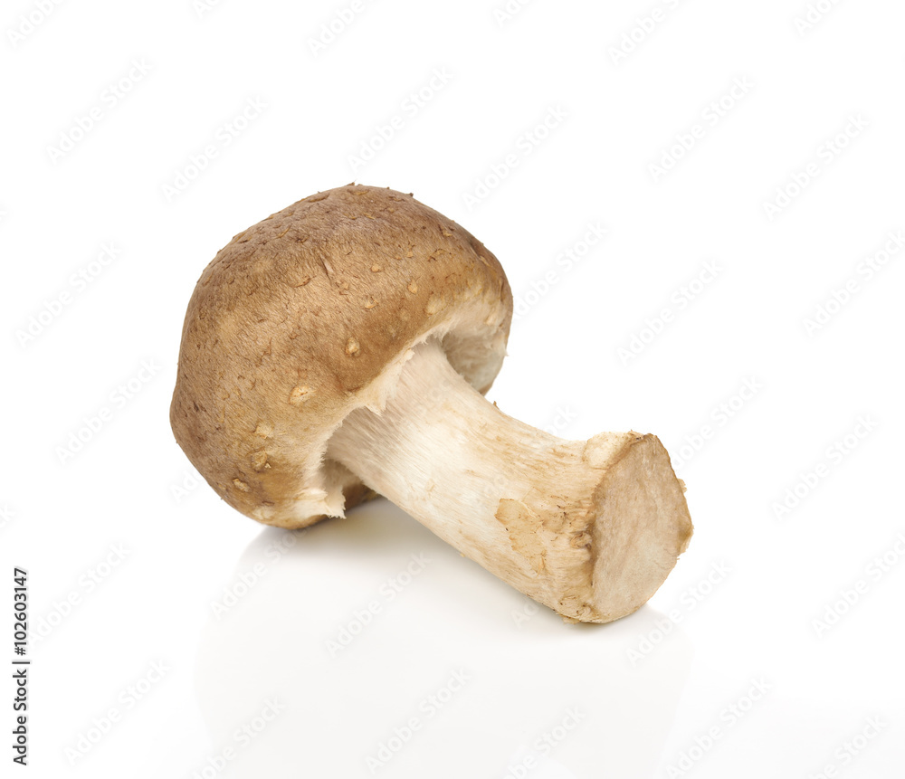 Shiitake mushroom on the White background Shiitake mushroom on the White background