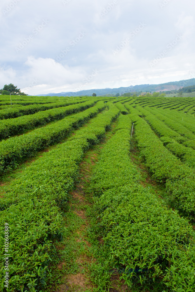 Tea Plantations