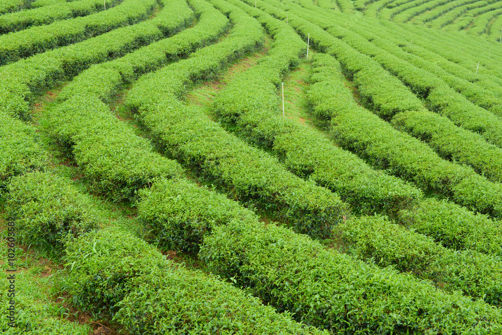 Tea Plantations