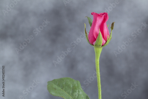 pink rose on gray background