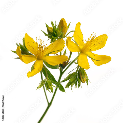Fototapeta Naklejka Na Ścianę i Meble -  St. John's Wort flowers