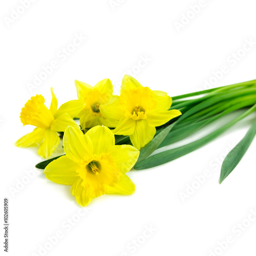 Fototapeta Naklejka Na Ścianę i Meble -  daffodil flowers isolated on white background
