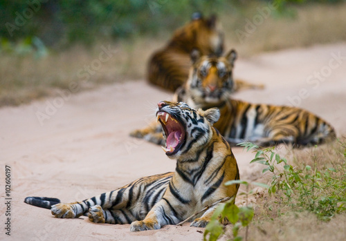 Fototapeta Naklejka Na Ścianę i Meble -  Group of wild tigers on the road. India. Bandhavgarh National Park. Madhya Pradesh. An excellent illustration.