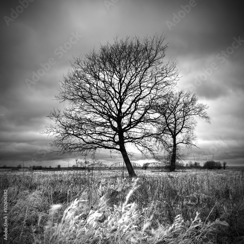 Obraz na płótnie Black and white view of the trees in stormy weather w salonie