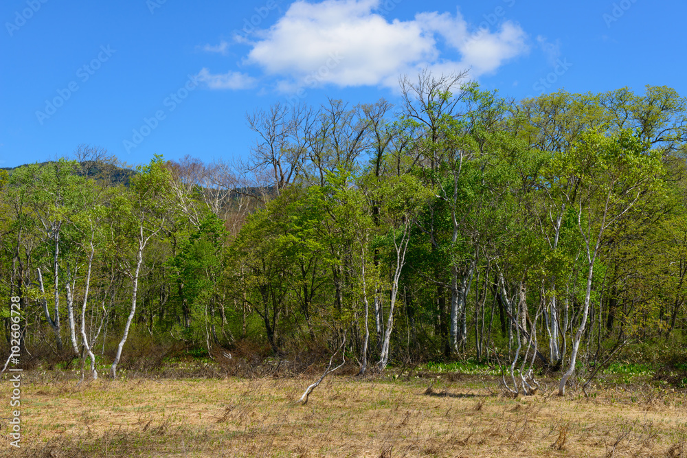 Ozegahara in early summer in Gunma, Japan