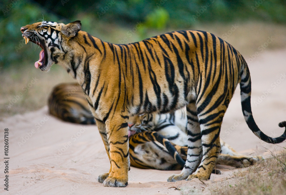 Obraz premium Group of wild tigers on the road. India. Bandhavgarh National Park. Madhya Pradesh. An excellent illustration.