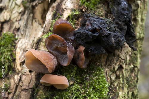 Judas's ear Fungus or Jew's Ear (Hirneola auricula-judae), range from young to dead