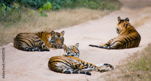 Group of wild tigers on the road. India. Bandhavgarh National Park. Madhya Pradesh. An excellent illustration.
