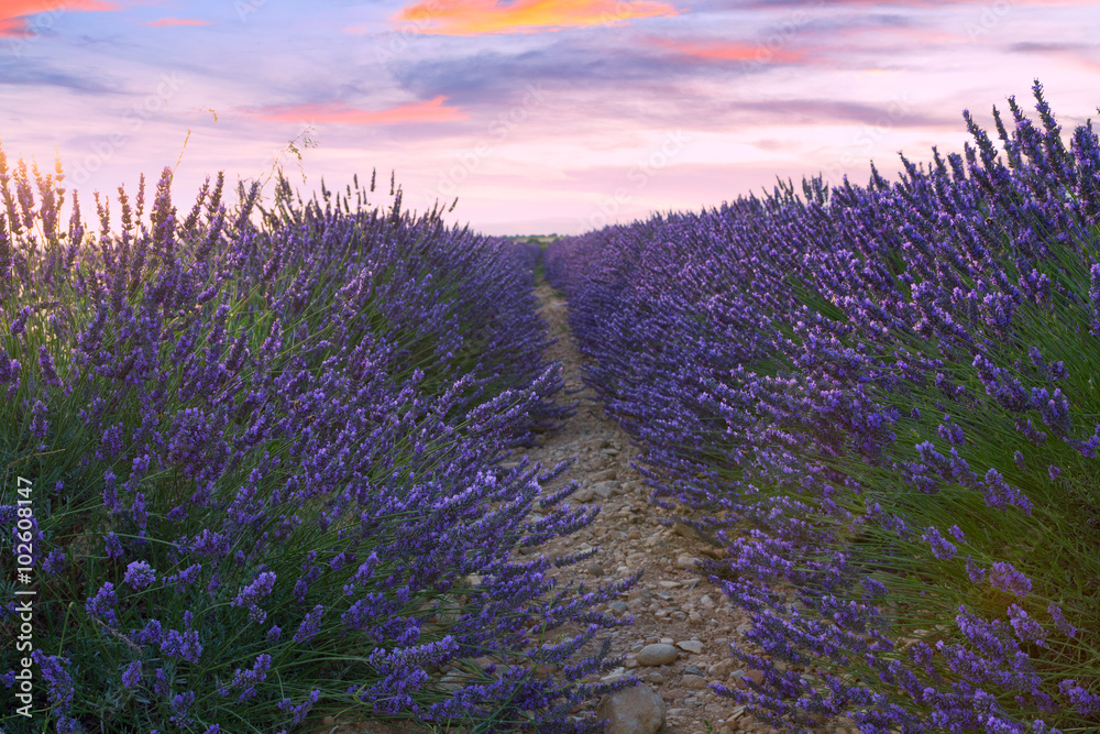 Obraz premium Beautiful colors of lavender field in Provence, Valensole