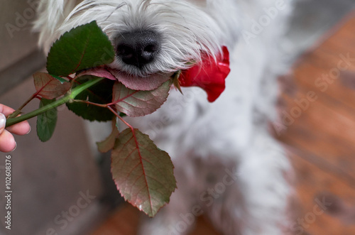 Fotografie Cute white dog with rose in his mouth