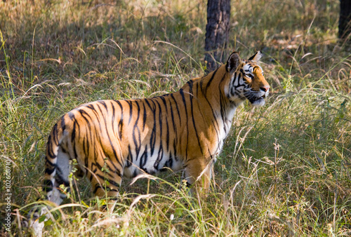 Wild tiger in the jungle. India. Bandhavgarh National Park. Madhya Pradesh. An excellent illustration.