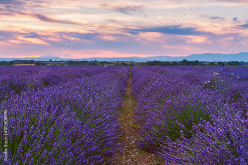 Beautiful colors of lavender field in Provence, Valensole