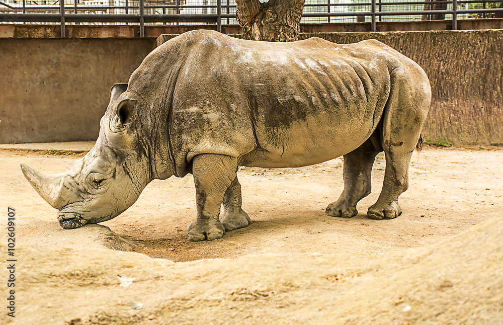 Obraz premium Great white Rhino