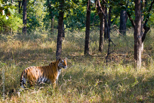 Fototapeta Naklejka Na Ścianę i Meble -  Wild tiger in the jungle. India. Bandhavgarh National Park. Madhya Pradesh. An excellent illustration.