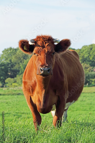 Rind auf Weide © Maren Konitzer