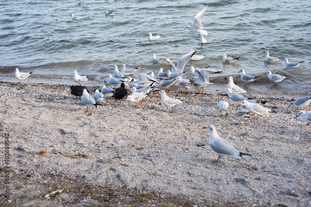 Obraz premium several seagulls coming for feeding at the border of the lake
