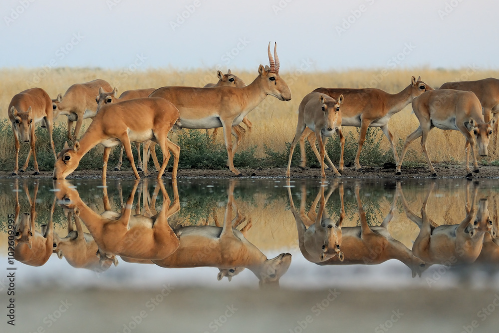 Wild Saiga antelopes in steppe near watering pond - obrazy, fototapety, plakaty 