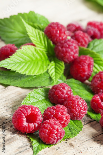 Plucked from the bush fresh garden raspberries with green leaves