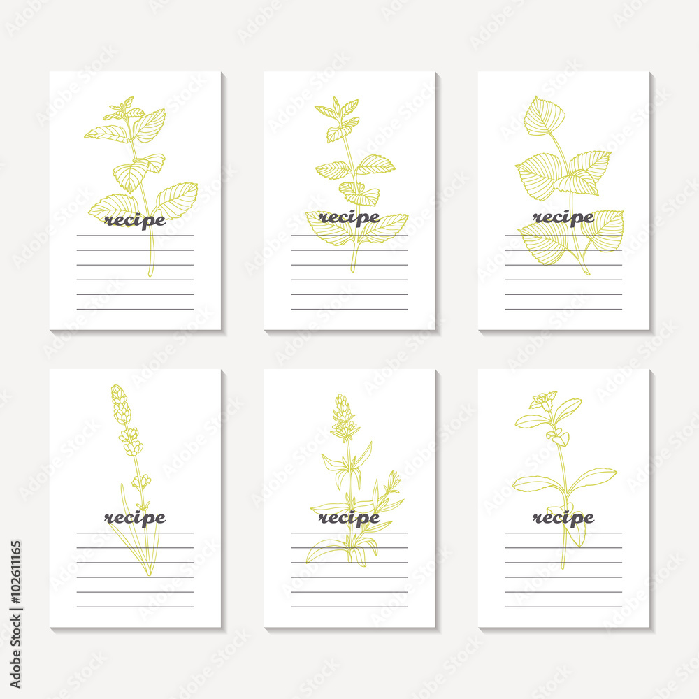 Recipe cards collection with hand drawn spicy herbs. Sketched mint, melissa, perilla, lavender, hyssop, stevia