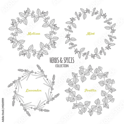 Spicy herb circle frames collection. Hand drawn melissa, mint, lavender, perilla