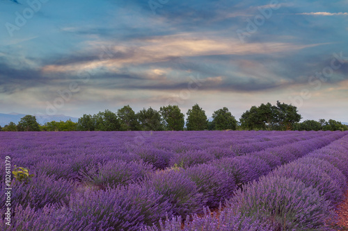 Beautiful colors of lavender field in Provence  Valensole