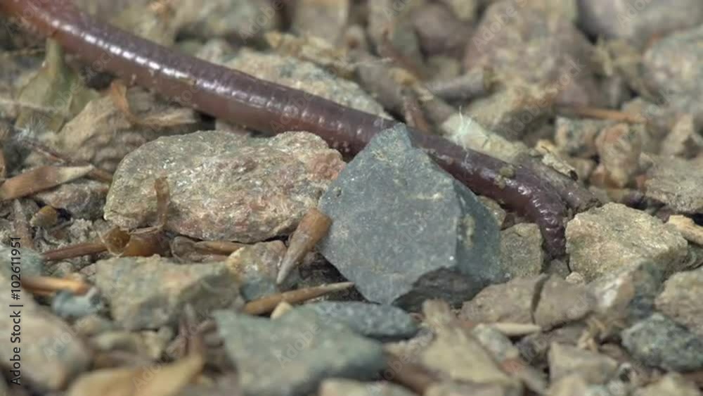 Macro close-up of an earthworm moving on the ground in its natural environment. Location: Lomma, southern Sweden in the summer (June). Filmed in 4k.
Macro close-up of an earthworm moving on the ground in its natural environment. Location: Lomma, southern Sweden in the summer (June). Filmed in 4k.