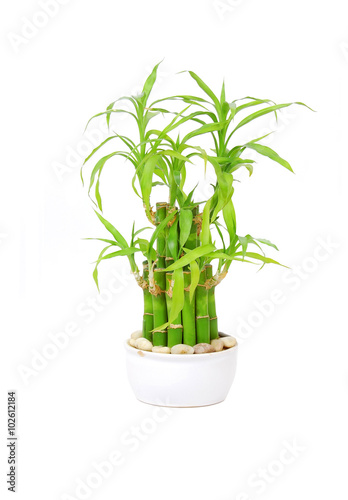 Lucky bamboo (Dracaena sanderiana)
