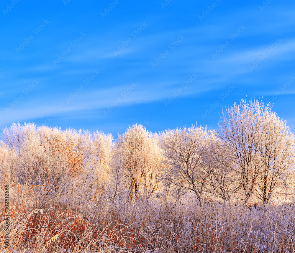 frost covered tree tops on a background of blue sky frost covered tree tops on a background of blue sky